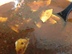 Tortilla Soup w/Seaweed